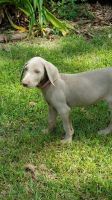 Weimaraner Puppies for sale in Albany, NY, USA. price: NA