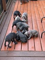 Weimaraner Puppies for sale in Knoxville, TN, USA. price: NA