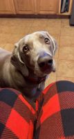 Weimaraner Puppies for sale in Hutto, TX 78634, USA. price: NA