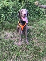 Weimaraner Puppies for sale in Miami, FL, USA. price: NA