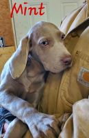 Weimaraner Puppies for sale in Pattonsburg, MO 64670, USA. price: NA