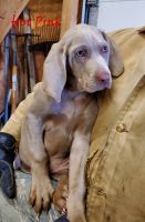 Weimaraner Puppies for sale in Pattonsburg, MO 64670, USA. price: NA