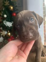 Weimaraner Puppies for sale in 442 Jefferson Towne Dr, Raleigh, NC 27606, USA. price: NA