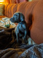Weimaraner Puppies for sale in Marshall, TX, USA. price: NA