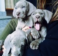 Weimaraner Puppies for sale in 563 78th St, Brooklyn, NY 11209, USA. price: NA