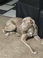 Weimaraner Puppies for sale in Peoria, IL, USA. price: NA