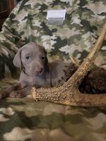 Weimaraner Puppies for sale in Caldwell, OH 43724, USA. price: NA