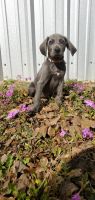 Weimaraner Puppies for sale in La Vernia, TX 78121, USA. price: NA
