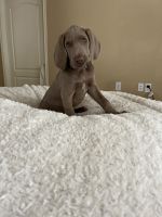 Weimaraner Puppies for sale in Spring, TX 77381, USA. price: NA