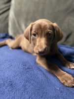 Weimaraner Puppies for sale in Canyon Lake, TX 78133, USA. price: NA