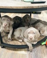 Weimaraner Puppies for sale in Maybrook, NY, USA. price: NA