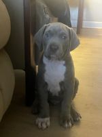 Weimaraner Puppies for sale in Silver Spring, MD, USA. price: NA