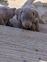 Weimaraner Puppies for sale in Mechanicsburg, OH 43044, USA. price: NA