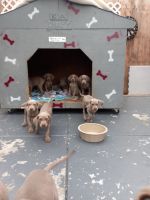 Weimaraner Puppies for sale in Los Angeles, CA 90061, USA. price: NA