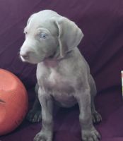 Weimaraner Puppies for sale in Gettysburg, PA 17325, USA. price: NA