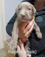 Weimaraner Puppies for sale in Lake Elsinore, CA 92530, USA. price: NA