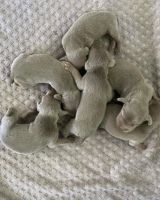 Weimaraner Puppies for sale in Utah County, UT, USA. price: NA