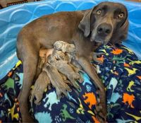 Weimaraner Puppies for sale in Blair, WI 54616, USA. price: NA