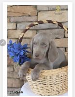 Weimaraner Puppies for sale in Amherst, NY, USA. price: NA