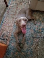 Weimaraner Puppies for sale in Annapolis, MD, USA. price: NA
