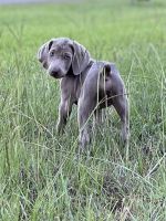 Weimaraner Puppies for sale in Cushing, TX 75760, USA. price: NA
