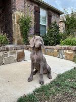 Weimaraner Puppies for sale in Fort Worth, TX, USA. price: NA