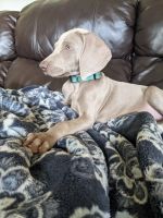 Weimaraner Puppies for sale in Anderson, SC, USA. price: NA