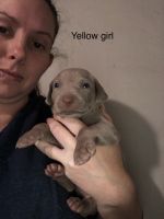 Weimaraner Puppies for sale in Inverness, FL, USA. price: NA