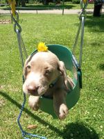 Weimaraner Puppies for sale in Warsaw, IL 62379, USA. price: NA