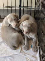 Weimaraner Puppies for sale in Hartford, MI 49057, USA. price: NA