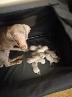 Weimaraner Puppies for sale in Irmo, SC, USA. price: NA
