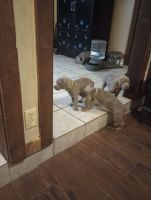 Weimaraner Puppies for sale in Carriere, MS 39426, USA. price: NA