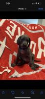 Weimaraner Puppies for sale in The Woodlands, TX, USA. price: NA