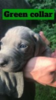 Weimaraner Puppies for sale in Mt Morris, MI 48458, USA. price: $850
