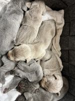 Weimaraner Puppies for sale in Corbin, KY 40701, USA. price: $1,200