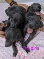 Weimaraner Puppies for sale in Flowery Branch, GA, USA. price: $700
