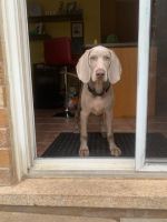 Weimaraner Puppies for sale in Milton, ON, Canada. price: $800