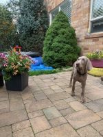 Weimaraner Puppies for sale in Milton, ON, Canada. price: $500