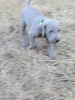 Weimaraner Puppies for sale in Pierce County, WA, USA. price: $1,500