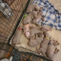 Weimaraner Puppies for sale in Laurens, SC 29360, USA. price: $1,150