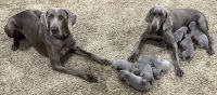 Weimaraner Puppies for sale in Gallipolis Ferry, WV 25515, USA. price: $800