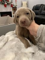 Weimaraner Puppies for sale in Fairfield, OH, USA. price: $1,300