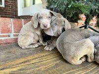Weimaraner Puppies for sale in Hattiesburg, Mississippi. price: $1,000