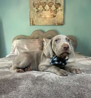 Weimaraner Puppies for sale in Magee, Mississippi. price: $600