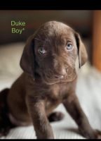 Weimaraner Puppies for sale in Tulsa, Oklahoma. price: NA
