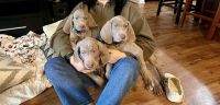 Weimaraner Puppies for sale in Boulder, Colorado. price: $1,500