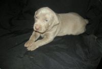 Weimaraner Puppies for sale in Tampa, FL, USA. price: NA