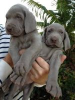 Weimaraner Puppies for sale in Virginia Beach, VA, USA. price: NA