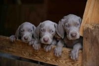 Weimaraner Puppies for sale in Round Rock, TX, USA. price: NA