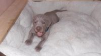 Weimaraner Puppies for sale in South Miami, FL, USA. price: NA